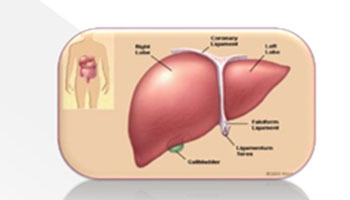 Liver function test test